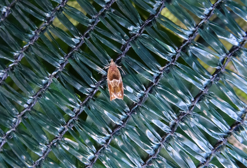 probabile : Epinotia tenerana - Tortricidae